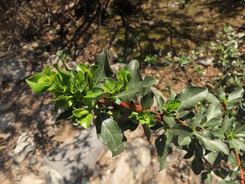 Escallonia myrtoidea, photographed by Nicolás Lavandero
