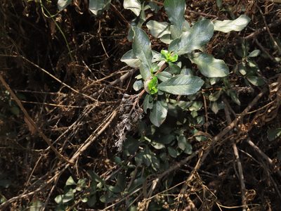 Escallonia myrtoidea, photographed by Nicolás Lavandero