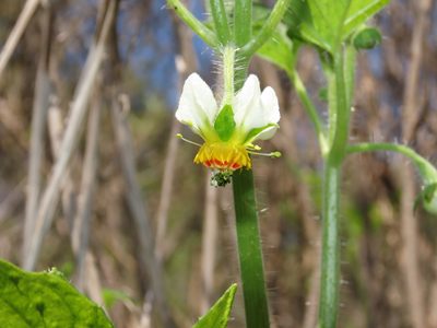 Loasa triloba, photographed by Nicolás Lavandero