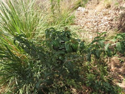 Schinus latifolia, photographed by Nicolás Lavandero