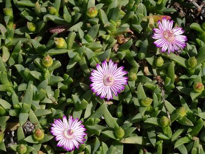 Ruschia lineolata, photographed by Shaun Swanepoel