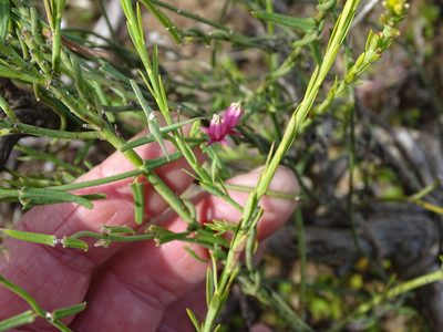 Microloma sagittatum, photographed by Shaun Swanepoel