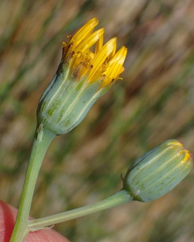 Senecio ruwenzoriensis, photographed by Nicola van Berkel