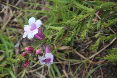 Graderia subintegra, photographed by Tony Rebelo