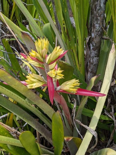 Aechmea aquilega, photographed by Denis Bastianelli