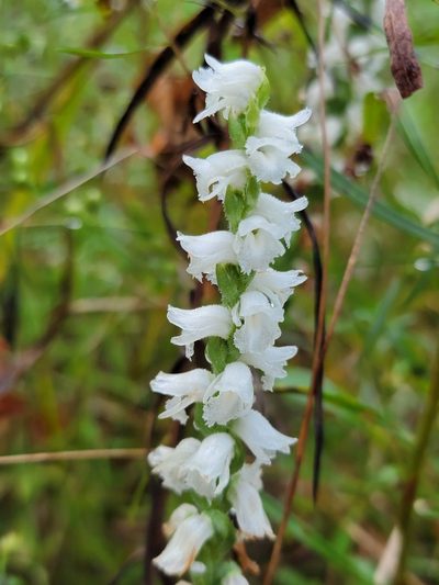 Spiranthes arcisepala, photographed by Elias