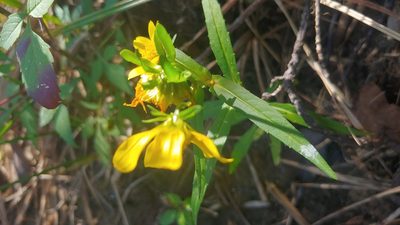 Bidens cernua, photographed by Ryan Sorrells