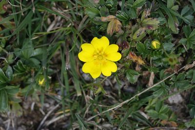 Potentilla aurea, photographed by Patrick Meurin