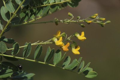 Calpurnia sericea, photographed by Tony Rebelo