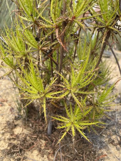 Roridula dentata, photographed by Matt Berger