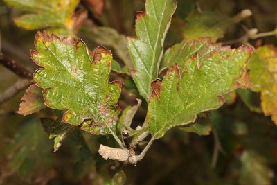 Scandosorbus intermedia, photographed by Stephen James McWilliam