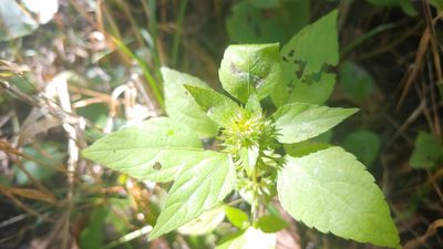 Acalypha rhomboidea, photographed by Ryan Sorrells