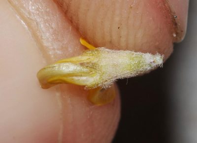 Aspalathus leucophylla, photographed by Brian du Preez