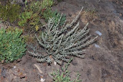 Aspalathus leucophylla, photographed by Brian du Preez