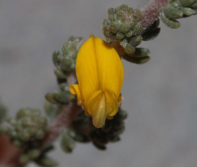 Aspalathus leucophylla, photographed by Brian du Preez