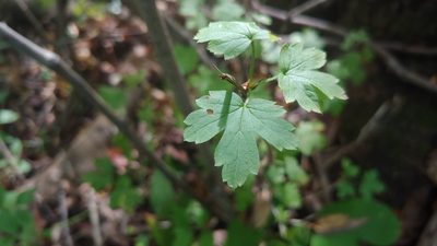 Ribes missouriense, photographed by Ryan Sorrells