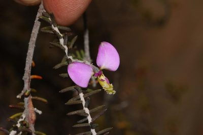 Polygala teretifolia, photographed by Brian du Preez