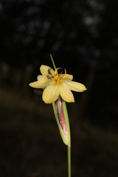 Sisyrinchium pringlei, photographed by Arturo Castro Castro