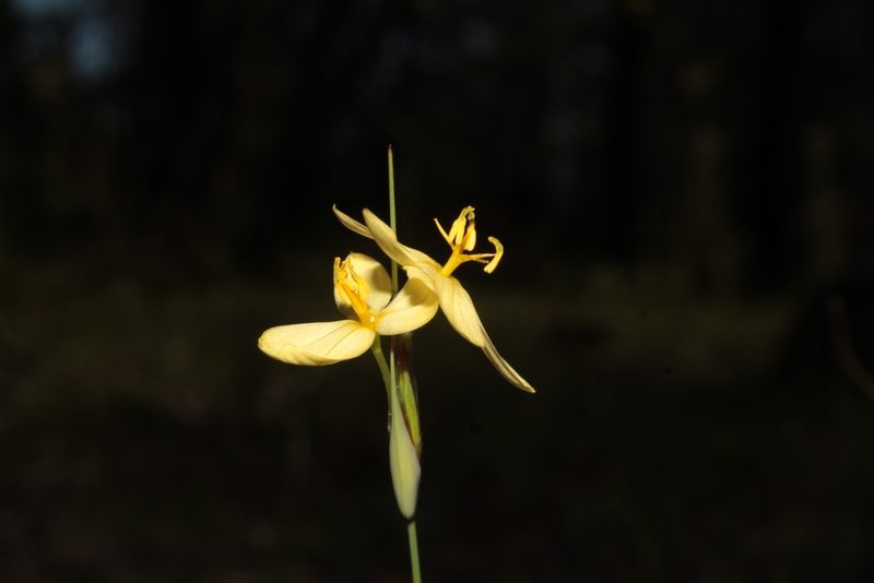 Sisyrinchium pringlei, photographed by Arturo Castro Castro