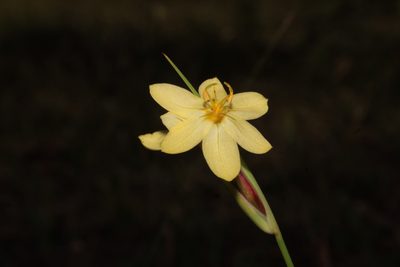 Sisyrinchium pringlei, photographed by Arturo Castro Castro