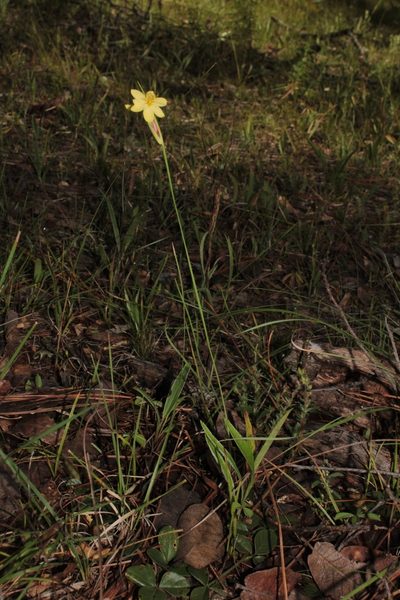 Sisyrinchium pringlei, photographed by Arturo Castro Castro