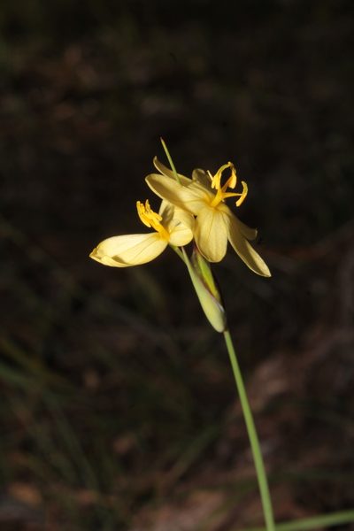 Sisyrinchium pringlei, photographed by Arturo Castro Castro