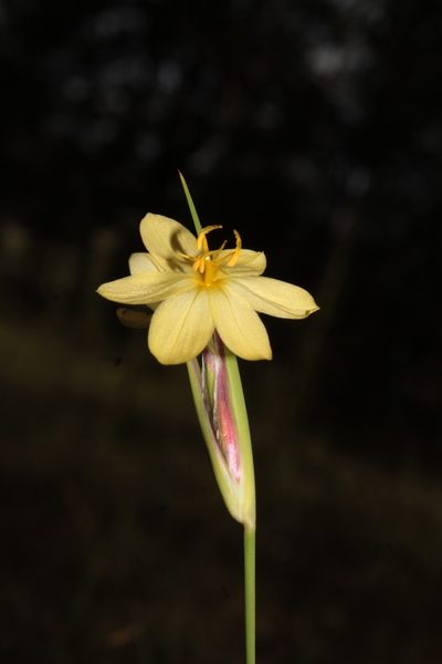 Sisyrinchium pringlei, photographed by Arturo Castro Castro