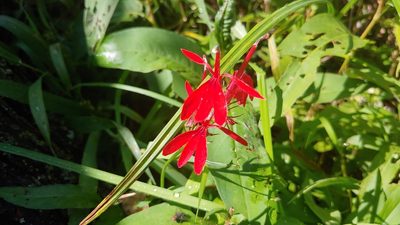 Lobelia cardinalis, photographed by Ryan Sorrells