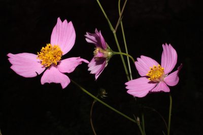 Cosmos crithmifolius, photographed by Arturo Castro Castro