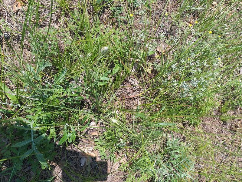Gelasia ensifolia, photographed by Dmitriy Bochkov