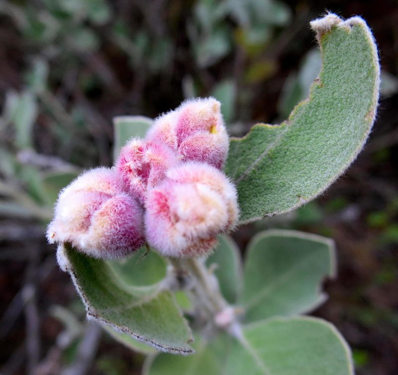 Stirtonanthus insignis, photographed by Di Turner