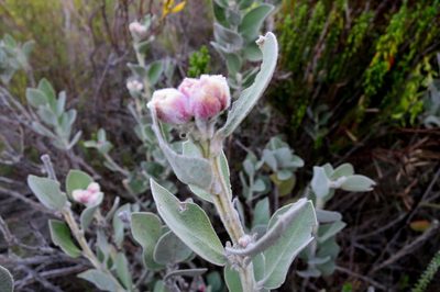 Stirtonanthus insignis, photographed by Di Turner