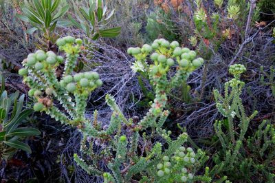 Berzelia cordifolia, photographed by Di Turner