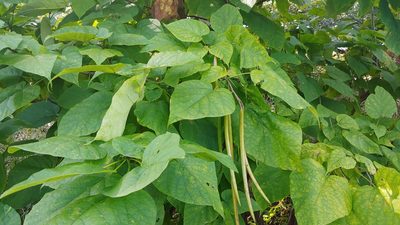 Catalpa speciosa, photographed by Ryan Sorrells