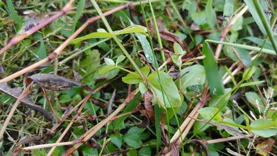 Lindernia dubia, photographed by Ryan Sorrells