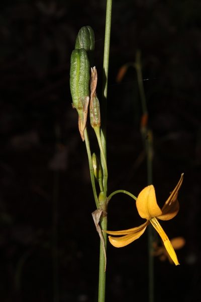 Echeandia longipedicellata, photographed by Arturo Castro Castro