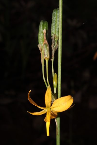 Echeandia longipedicellata, photographed by Arturo Castro Castro