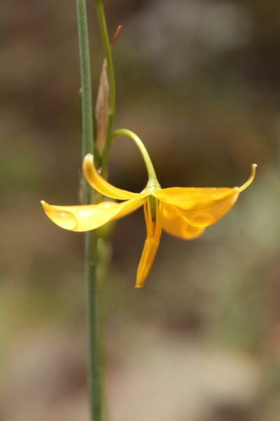 Echeandia longipedicellata, photographed by Arturo Castro Castro