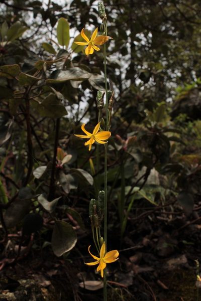 Echeandia longipedicellata, photographed by Arturo Castro Castro