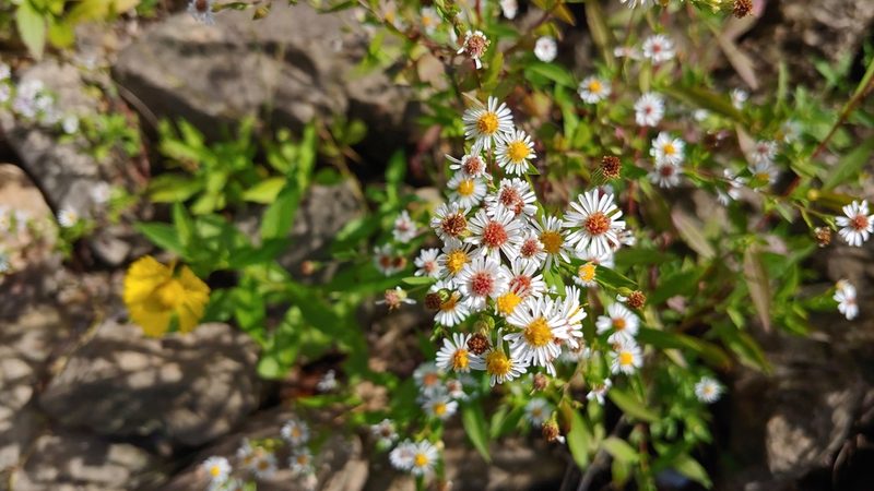 Symphyotrichum ontarionis, photographed by Ryan Sorrells