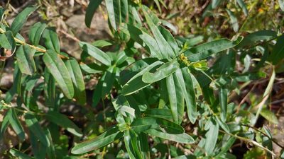 Hypericum sphaerocarpum, photographed by Ryan Sorrells