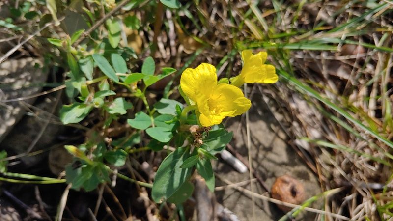 Oenothera parviflora, photographed by Ryan Sorrells