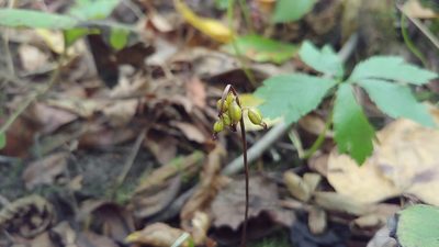 Corallorhiza odontorhiza, photographed by Ryan Sorrells