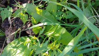 Rumex verticillatus, photographed by Ryan Sorrells