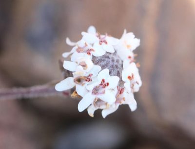 Pseudoselago prostrata, photographed by Brian du Preez