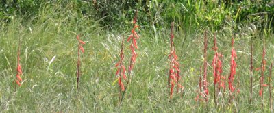 Watsonia aletroides, photographed by Nicola van Berkel