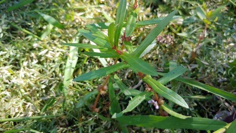 Ammannia robusta, photographed by Ryan Sorrells