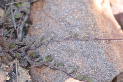 Pseudoselago prostrata, photographed by Brian du Preez