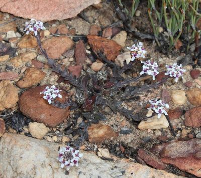 Pseudoselago prostrata, photographed by Brian du Preez