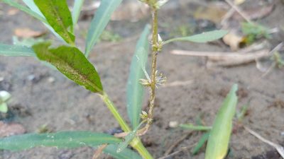 Amaranthus tuberculatus, photographed by Ryan Sorrells